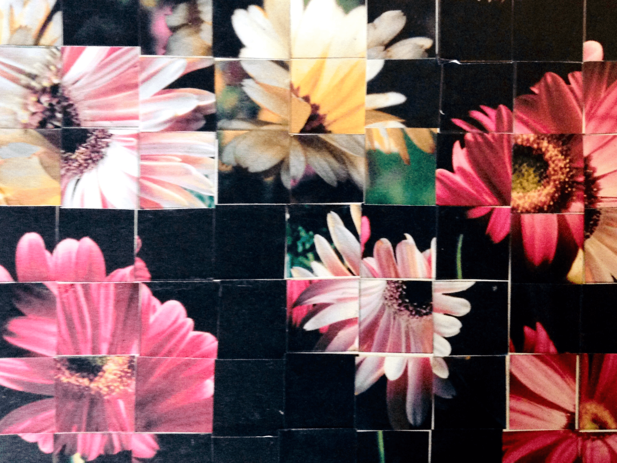 June : Borders | A Sanctuary Planted